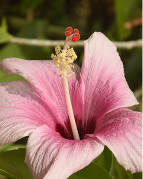 Pink Hibiscus Photograph - Island Art Bocas Artist